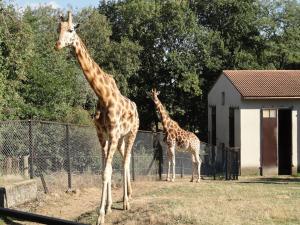 Girafe