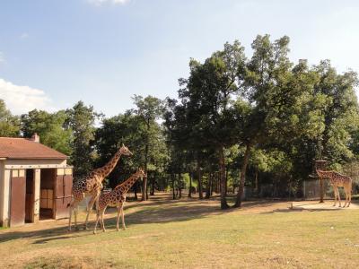 Girafe - 2011