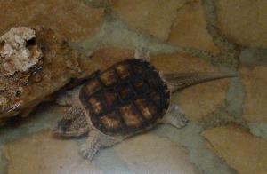 Tortue alligator