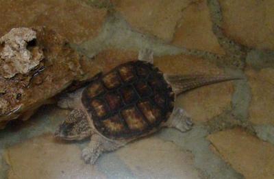 Tortue alligator - 2011