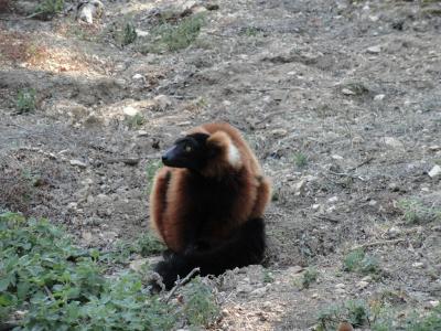 Maki vari roux - 2011