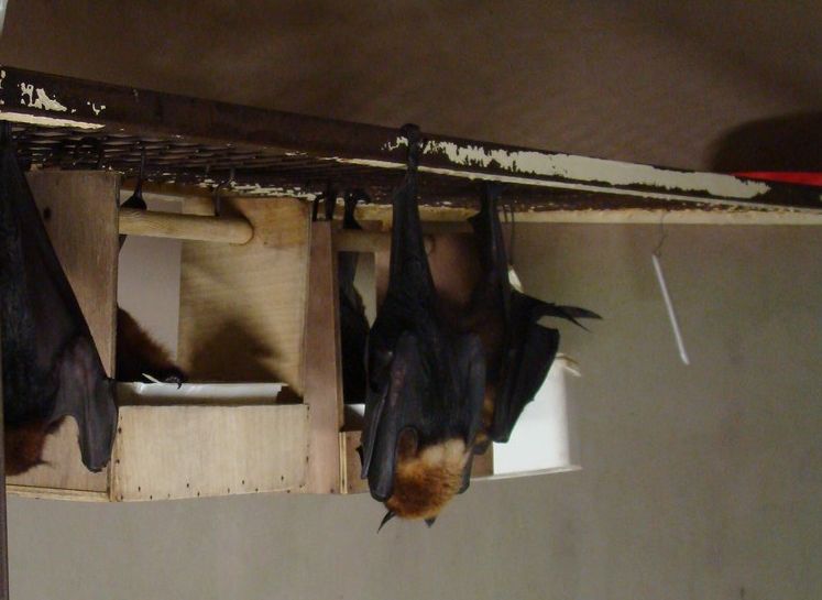 Chauve-souris géante d'Inde