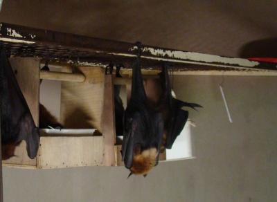 Chauve-souris géante d'Inde - 2011