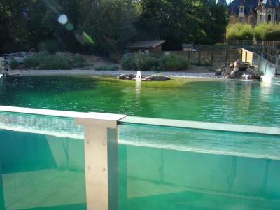 Manchot du Cap - 2011