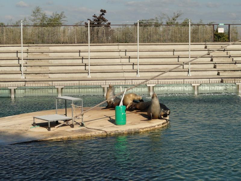 Otarie de Californie