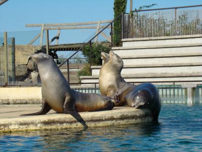 Otarie de Californie - 2011