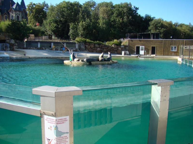 Otarie de Californie