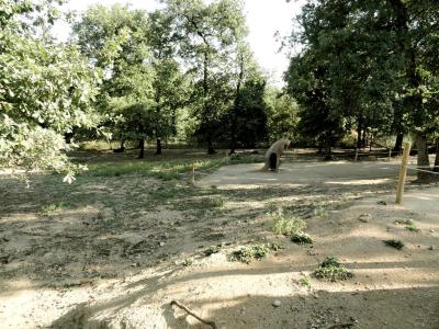 Wallaby de Bennett - 2011