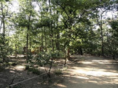 Le parc des lémuriens - 2011