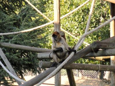 Atéle de Geoffroy - 2011