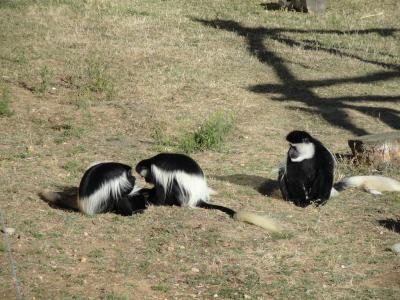 Colobe guéréza - 2011