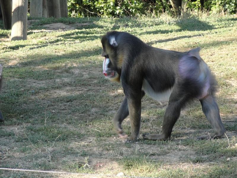 Mandrill