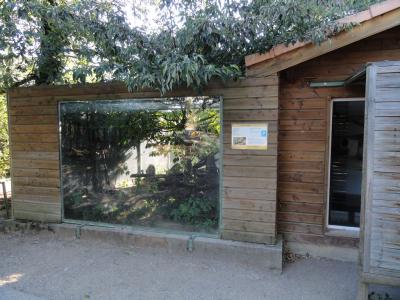 Ouistiti pygmée - 2011