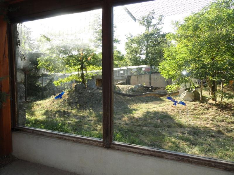 Panthère des neiges