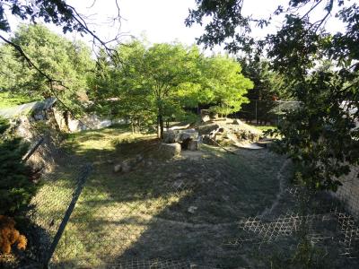 Panthère des neiges - 2011