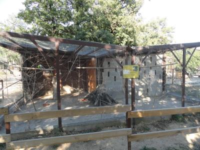 Perruche Callopsite - 2011