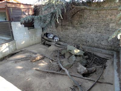 Porc-épic à crête - 2011