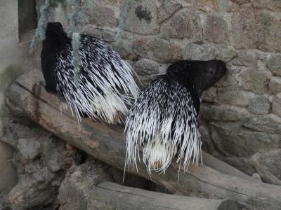 Porc-épic à crête - 2011