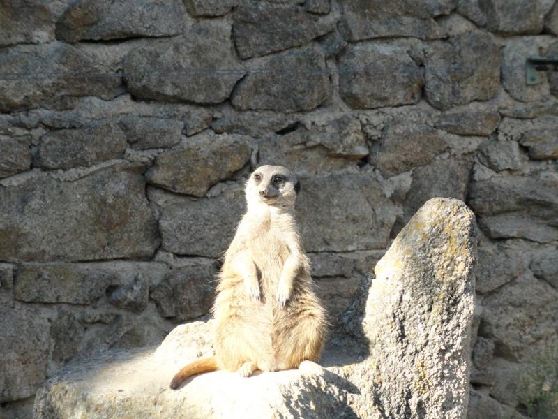 Suricate