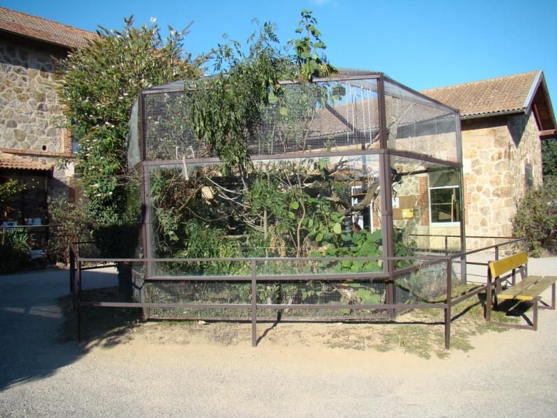 Saki à face blanche