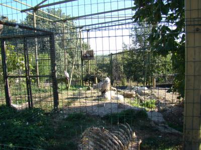 Vautour fauve - 2011