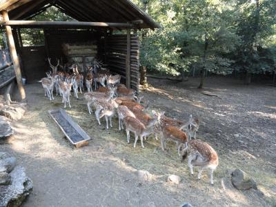 Daim moucheté - 2011