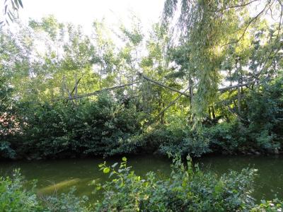 Gibbon à main blanches