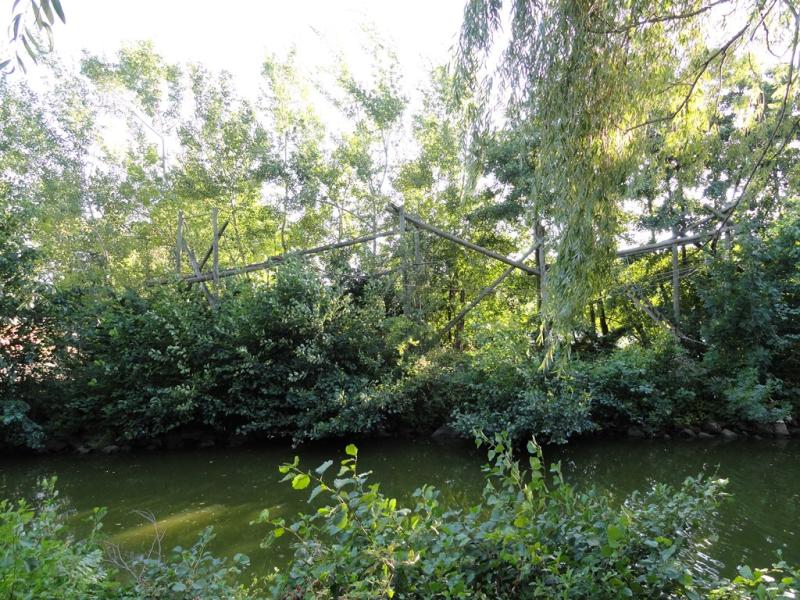 Gibbon à main blanches