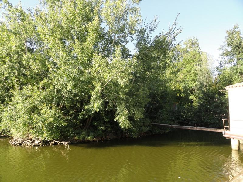 Gibbon à main blanches