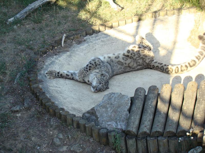 Panthère des neiges