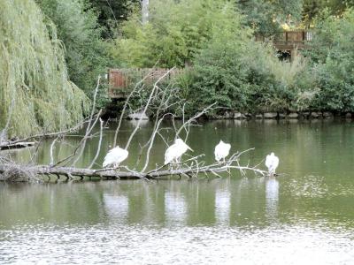 Pélican gris - 2011