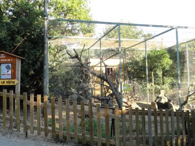 Saimiri - Tortue sillonnée - 2011