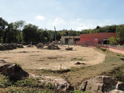 Eléphant d'Afrique - Phacochère - 2011