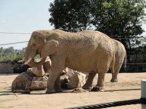 Eléphant d'Afrique