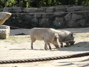 Phacochère