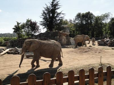 Eléphant d'Afrique - 2011