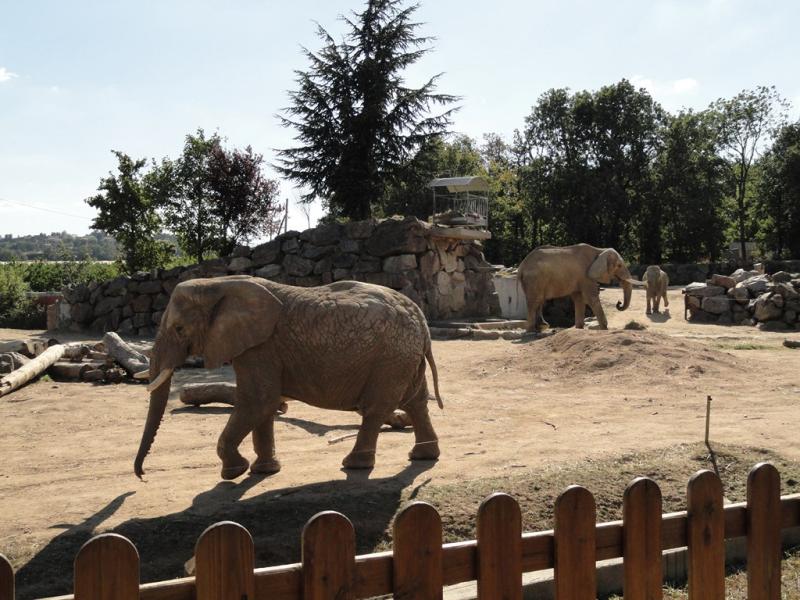 Eléphant d'Afrique
