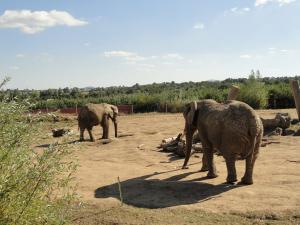 Eléphant d'Afrique