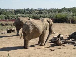 Eléphant d'Afrique