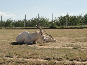 Addax