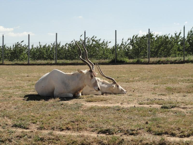 Addax