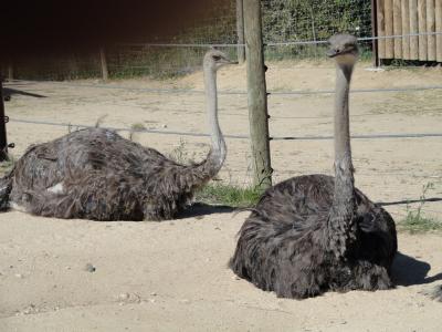 Autruche - 2011