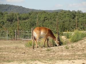 Cobe de Lechwe