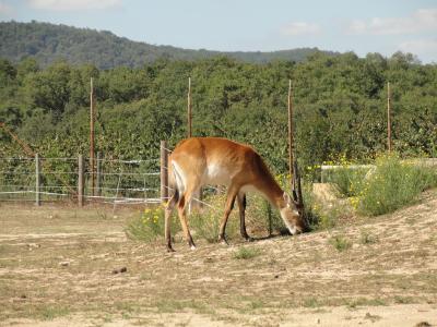 Cobe de Lechwe - 2011