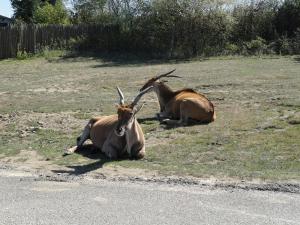 Eland du Cap