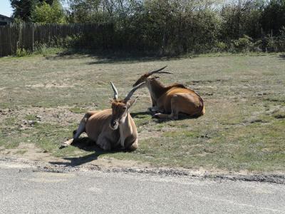 Eland du Cap - 2011