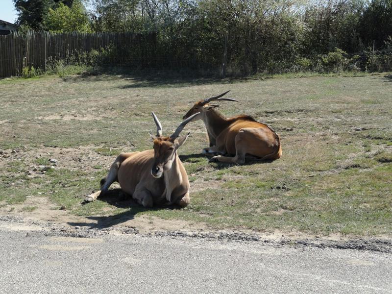 Eland du Cap