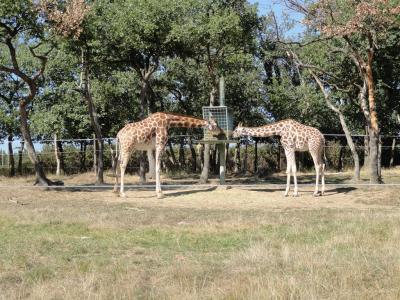 Girafe - 2011