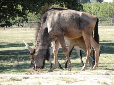 Gnou à queue blanche - 2011