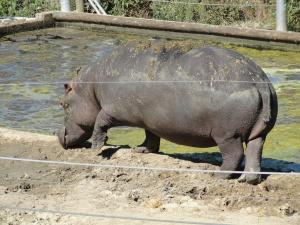 Hippopotame amphibie